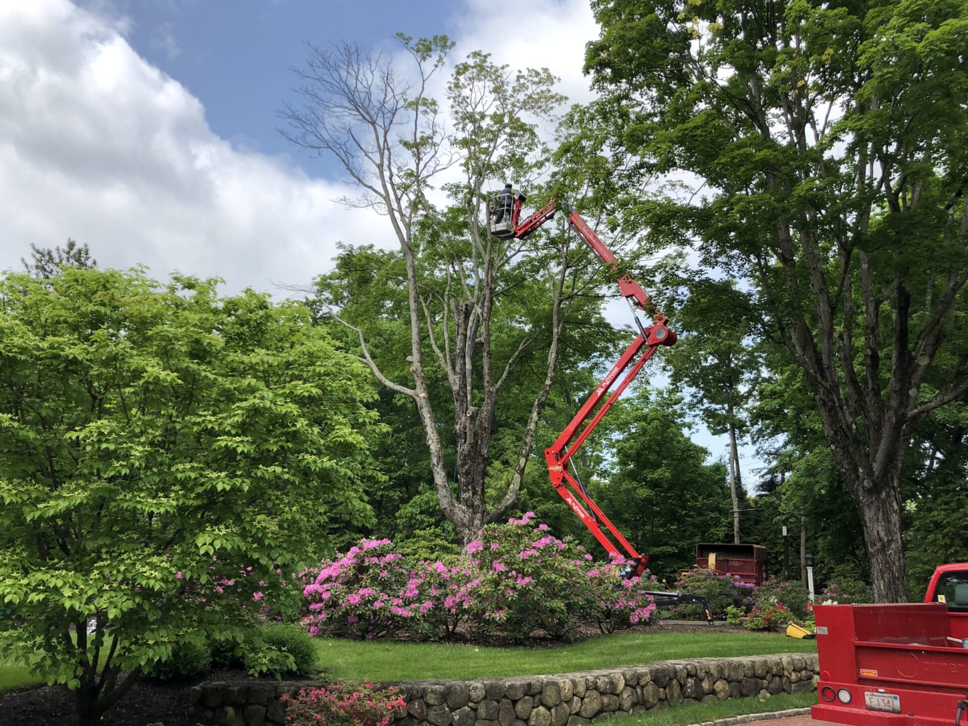 A red articulated boom lift is extended towards a leafless tree among greenery, under a partly cloudy sky. There are flowering shrubs and a stone wall.