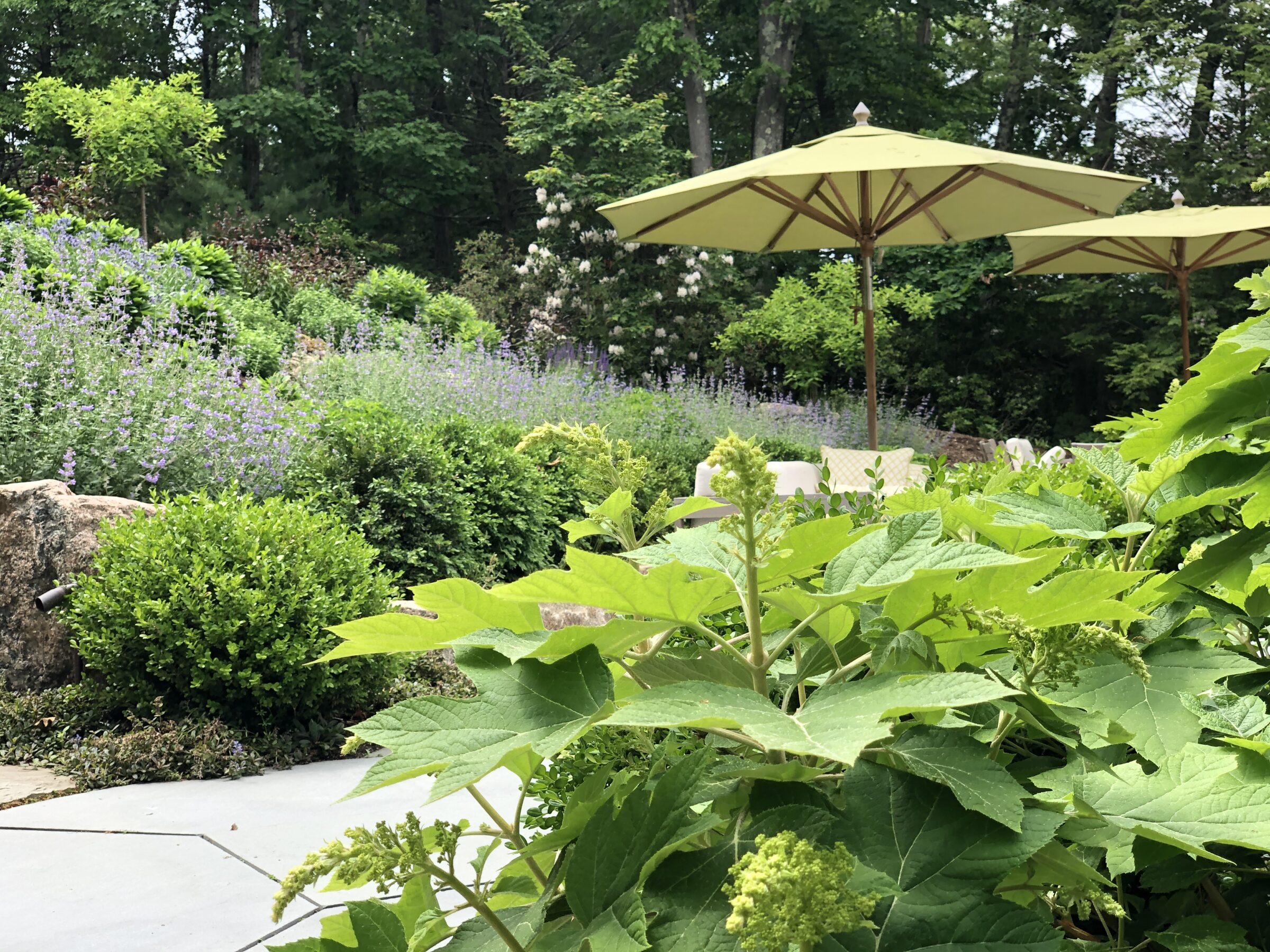 Lush greenery with a variety of plants, purple flowers, and two open beige umbrellas against a backdrop of trees under a cloudy sky.