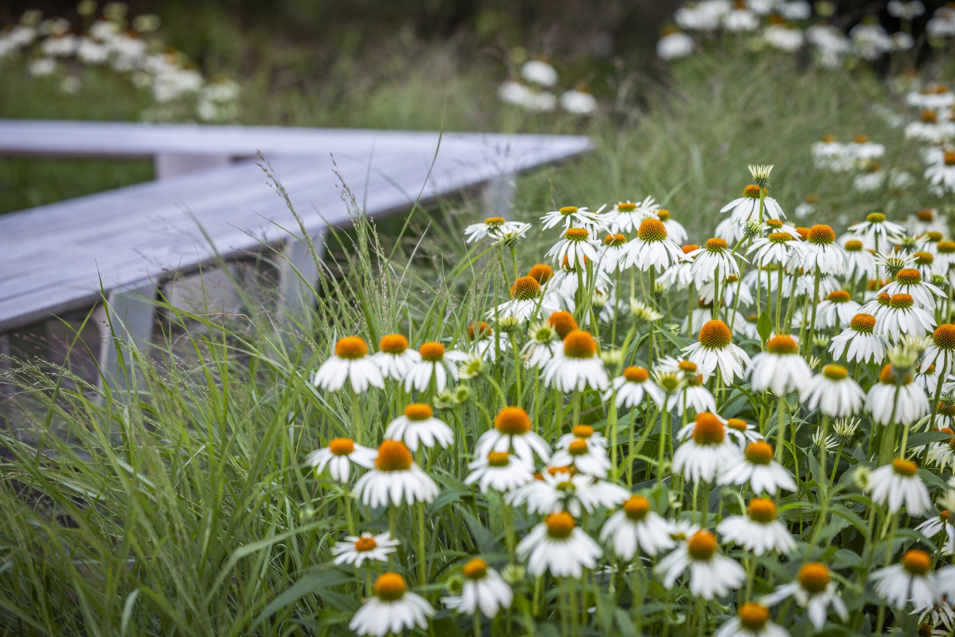 White daisies with yellow centers bloom amidst greenery, next to an unfocused wooden walkway, conveying a serene, natural outdoor setting.