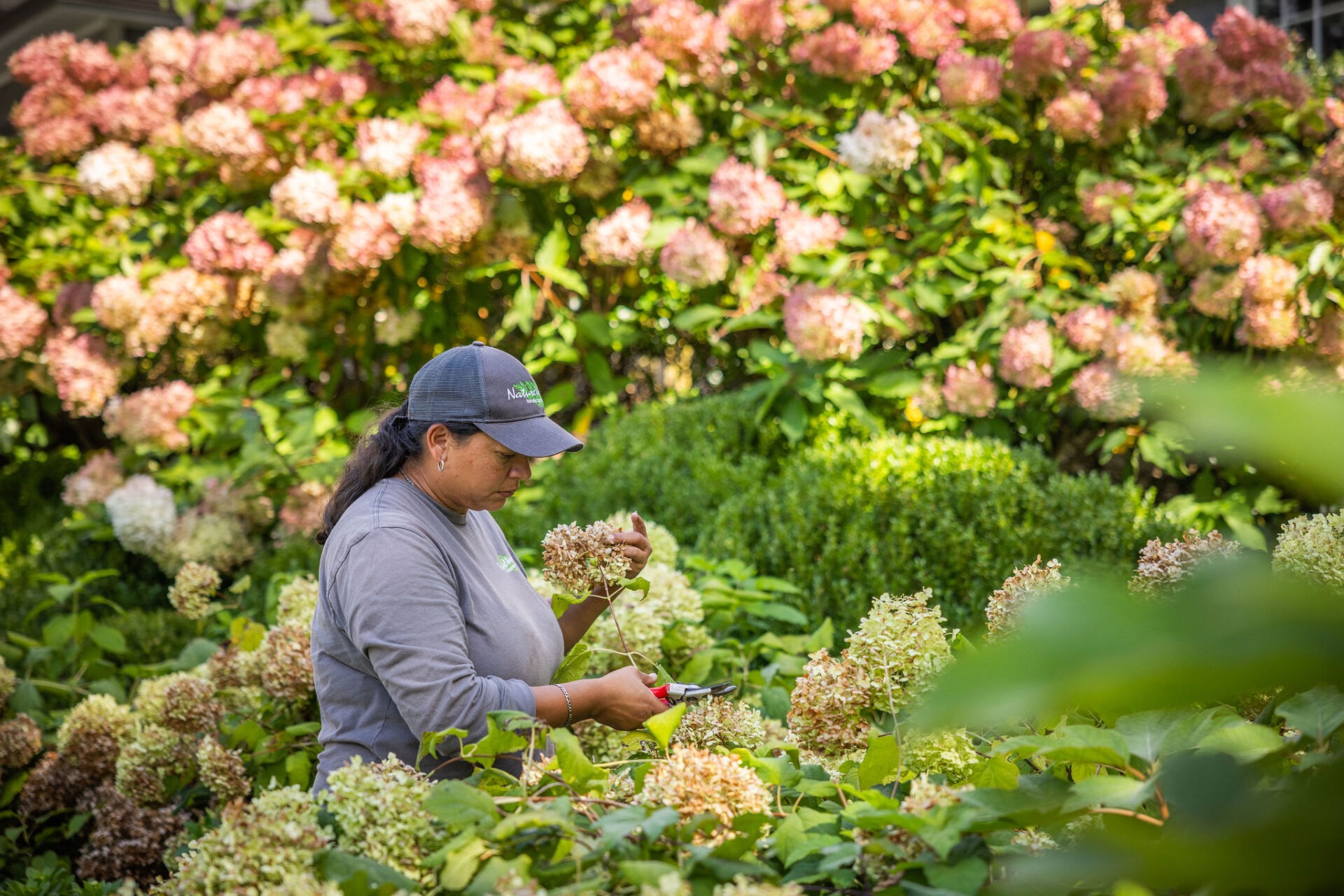 A person is trimming plants in a lush garden filled with blooming hydrangeas, wearing casual work attire and a cap, surrounded by green foliage.