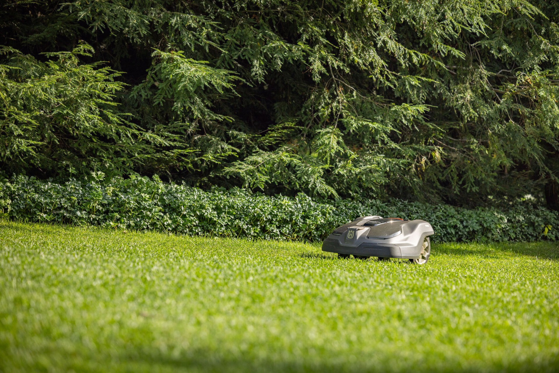 A robotic lawnmower is trimming a lush green lawn bordered by a dense cluster of trees and vegetation in bright daylight.