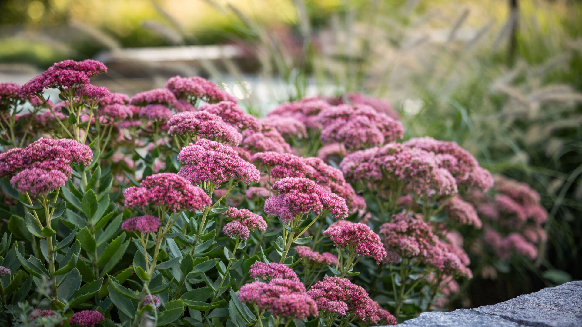 Clusters of pink flowers in focus, with lush greenery against a soft-blurred garden background, create a serene, natural setting with a tranquil atmosphere.