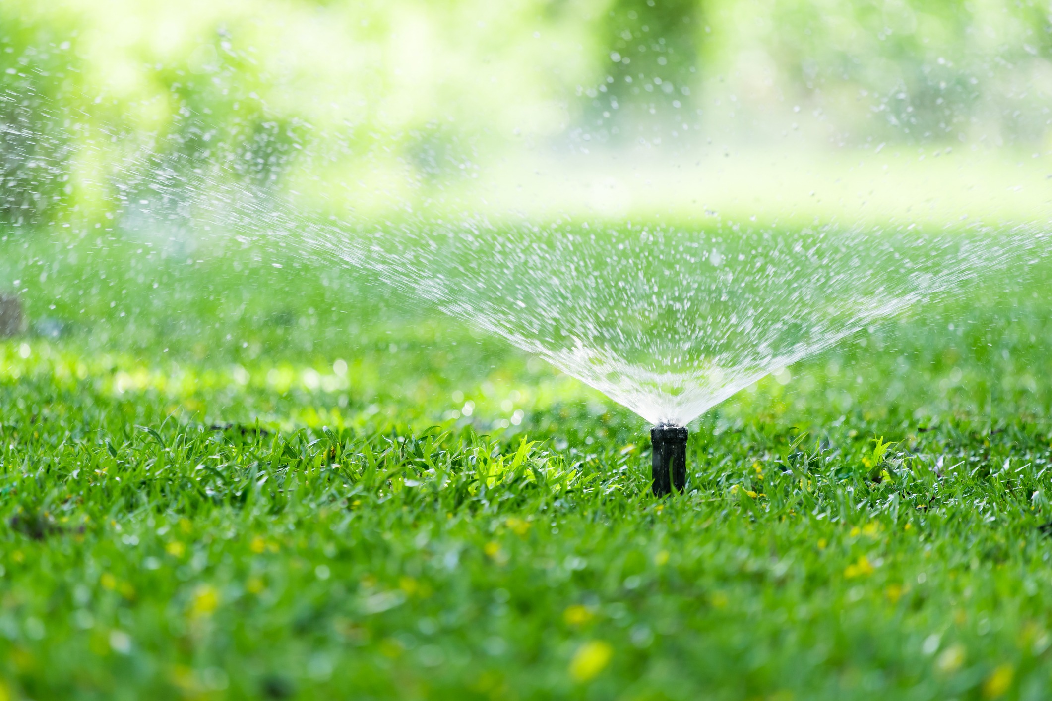 This image shows a close-up of a sprinkler head watering green grass, with water droplets spraying outward, set in a sunny, verdant garden.