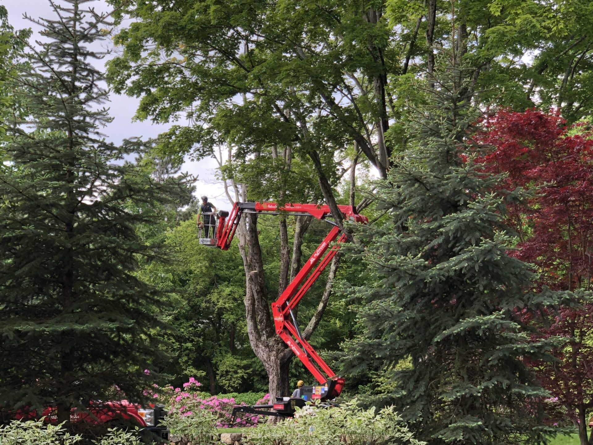 A person operates a red cherry picker among lush greenery with a mix of coniferous and deciduous trees under an overcast sky.