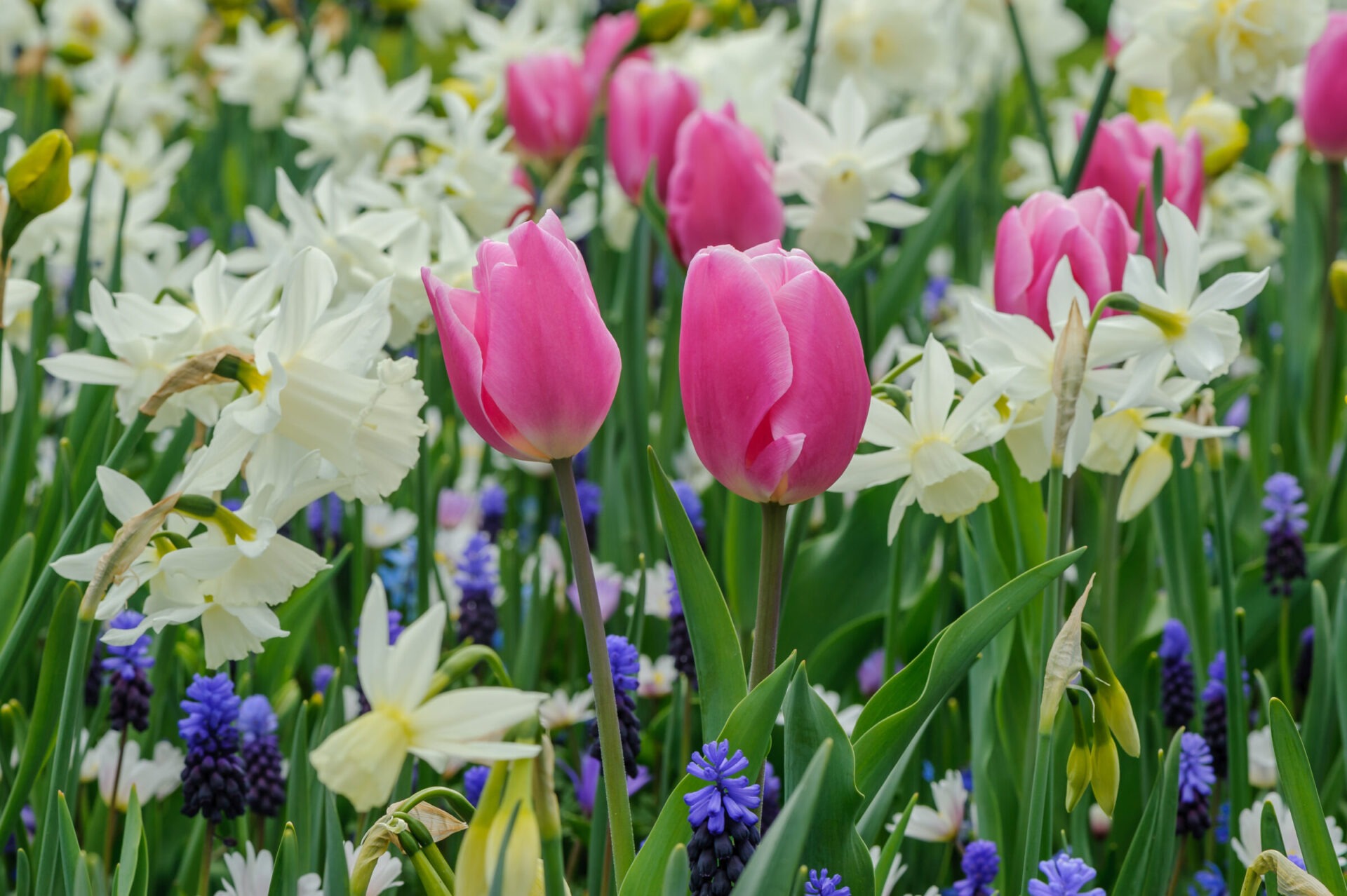 A vibrant garden with pink tulips, white daffodils, and blue grape hyacinths amidst green foliage, showcasing a lively mix of spring flowers.