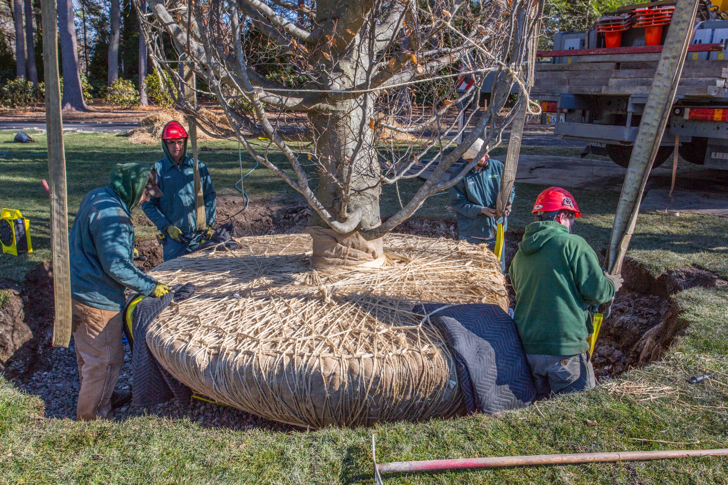 Three people with safety helmets transplant a large tree wrapped in burlap, working near a truck and an open hole in a sunny outdoor setting.