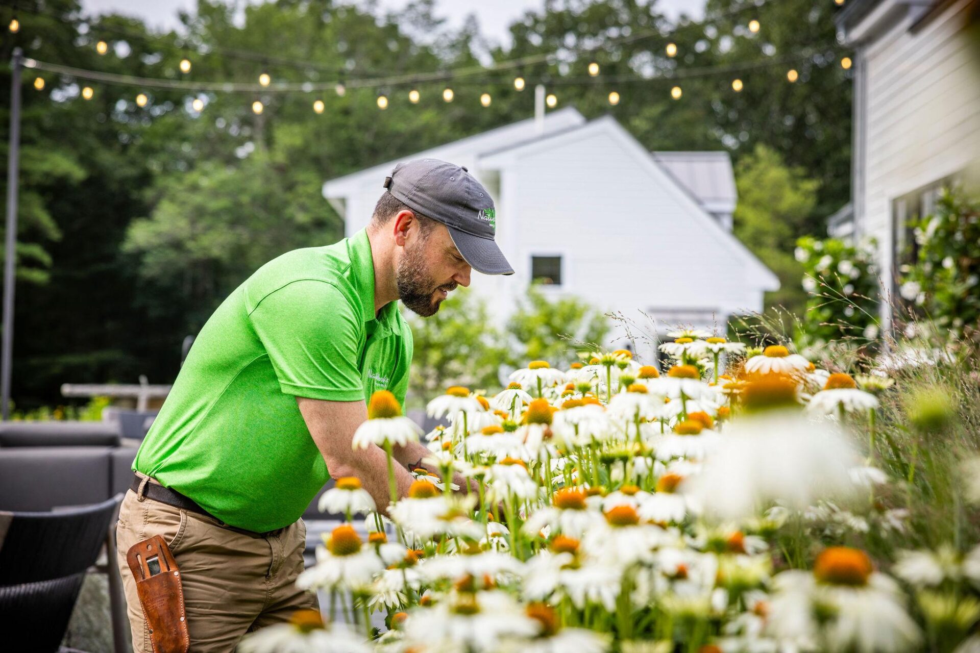 Landscape professional tending flowering perennials in a residential garden