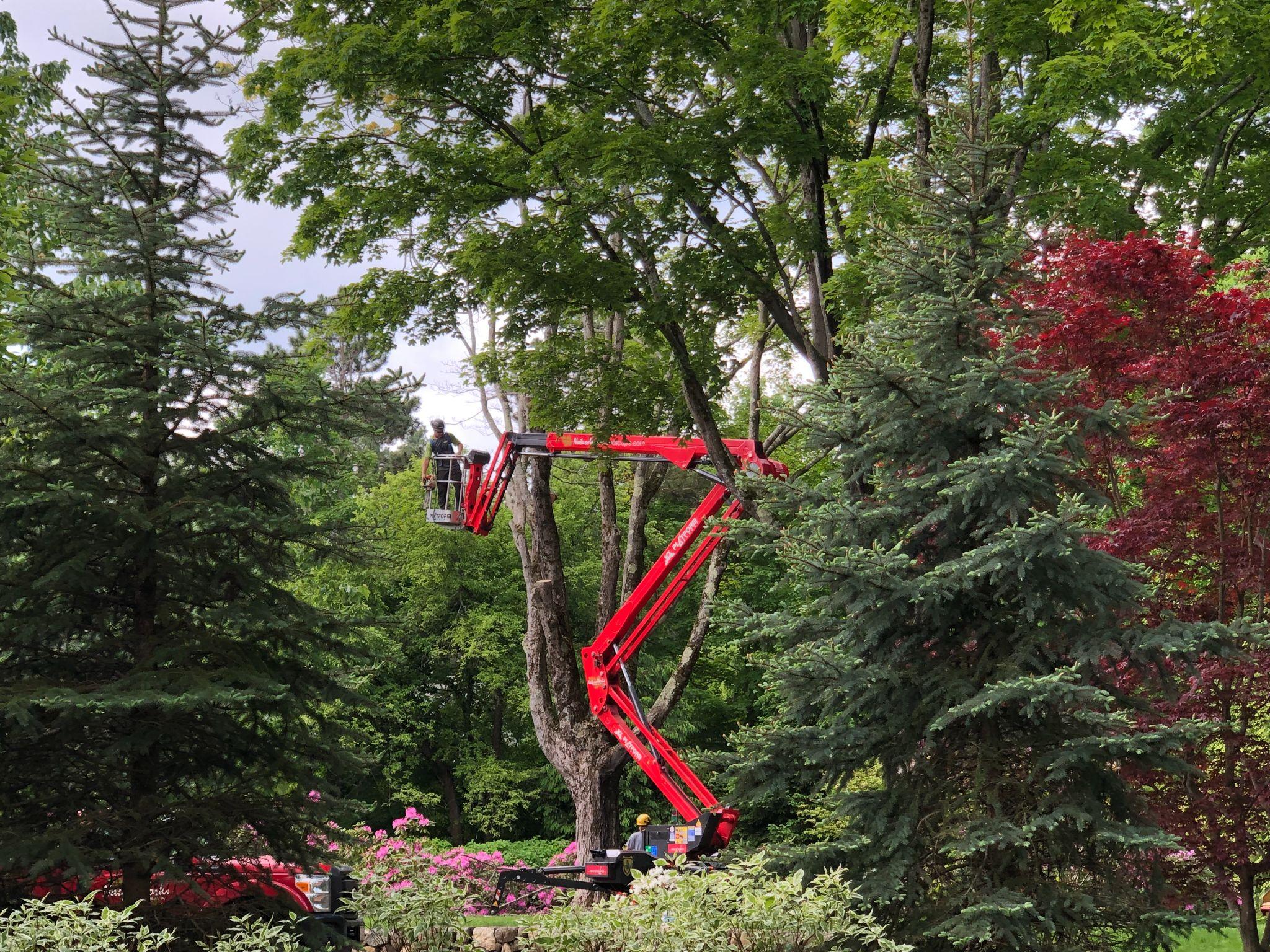Tree care professional pruning mature trees using lift equipment